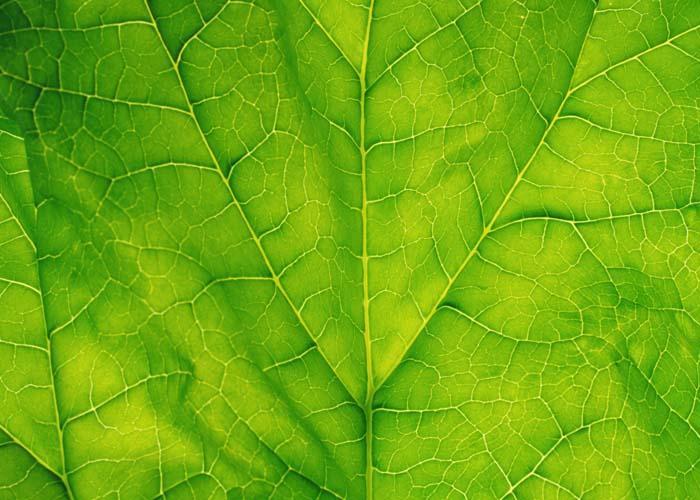 what-are-green-foods